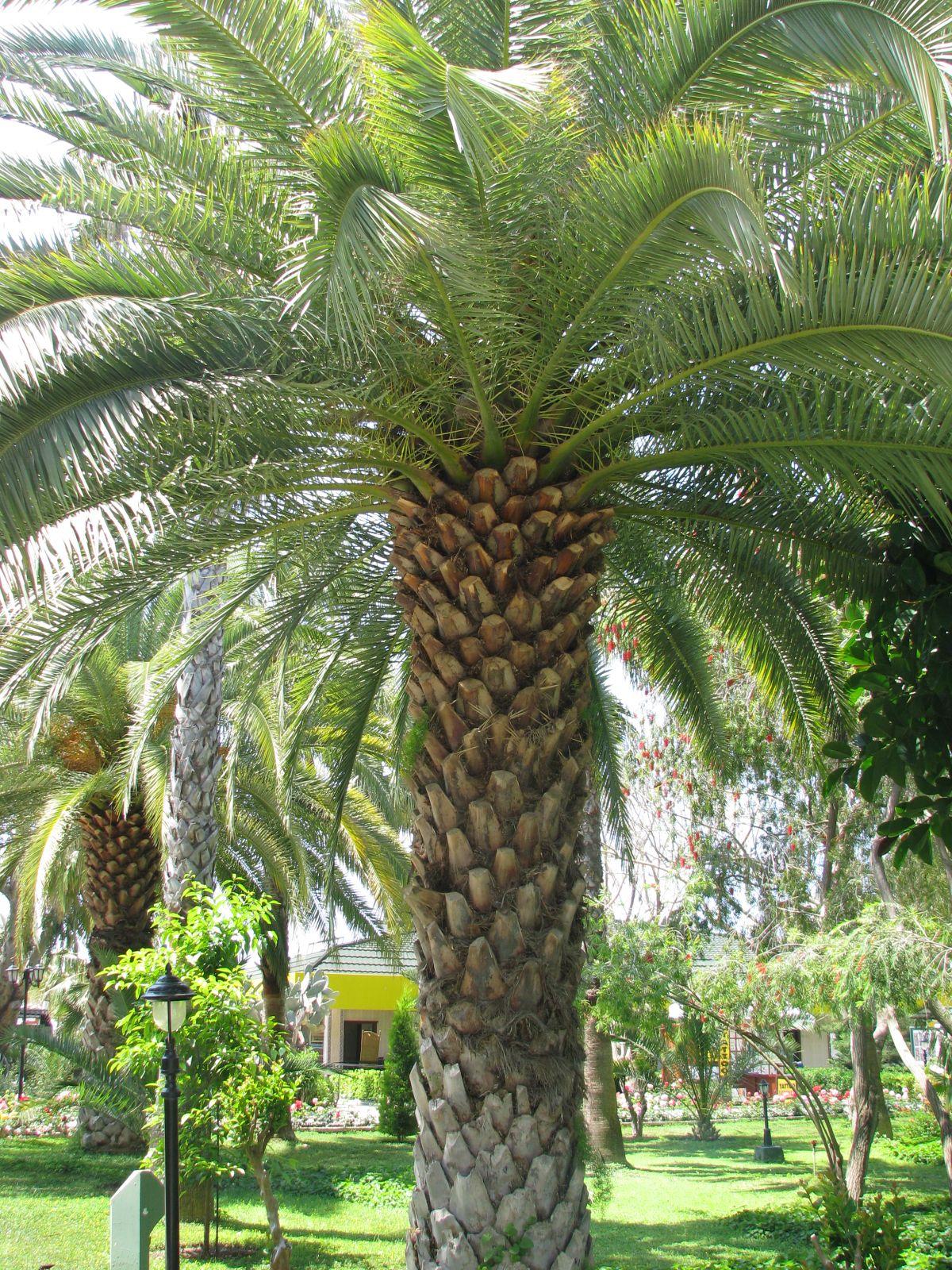 imagini hotel DELPHIN BOTANIK